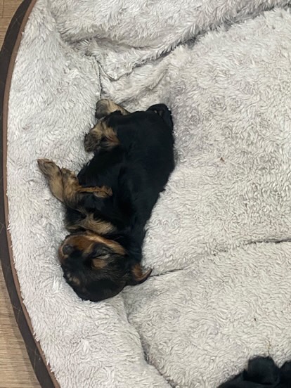 YORKSHIRE TERRIER - 5