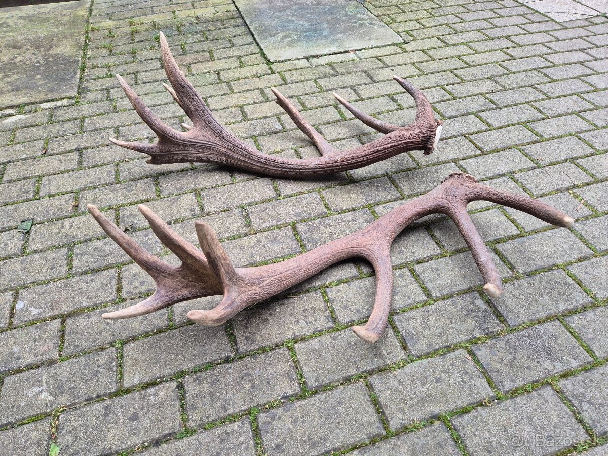 Trofej trofeje paroh parohy parozie zhody - 5