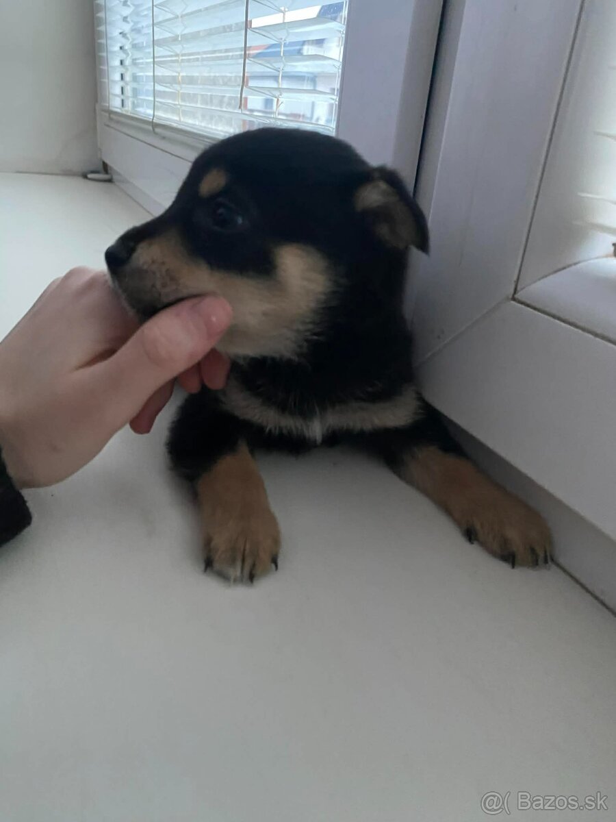 Predám šteniatka jazvecika - 5