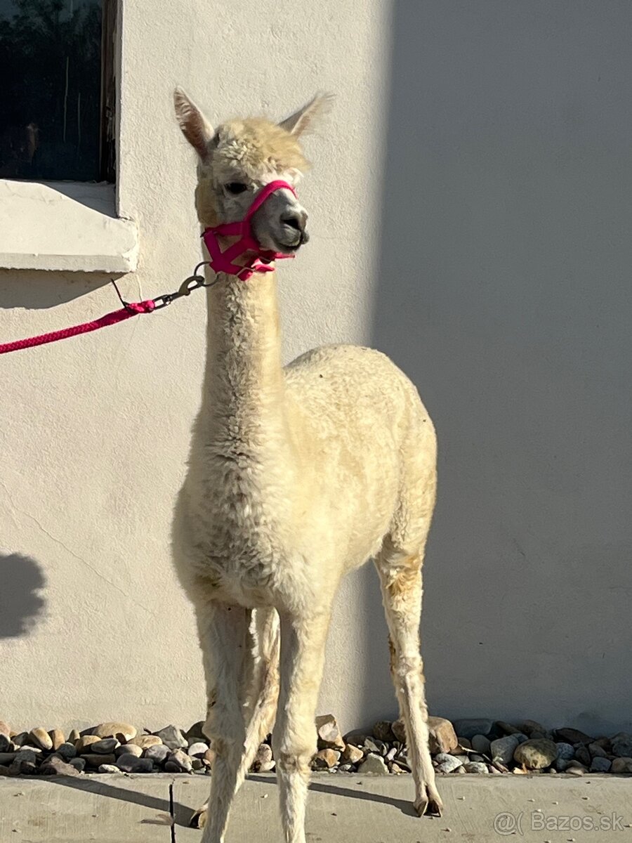 VÝHODNÁ CENA Alpaka samica - 5