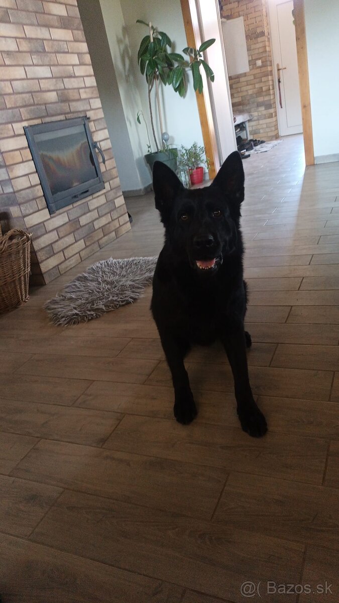 Nemecký ovčiak s PP - 5