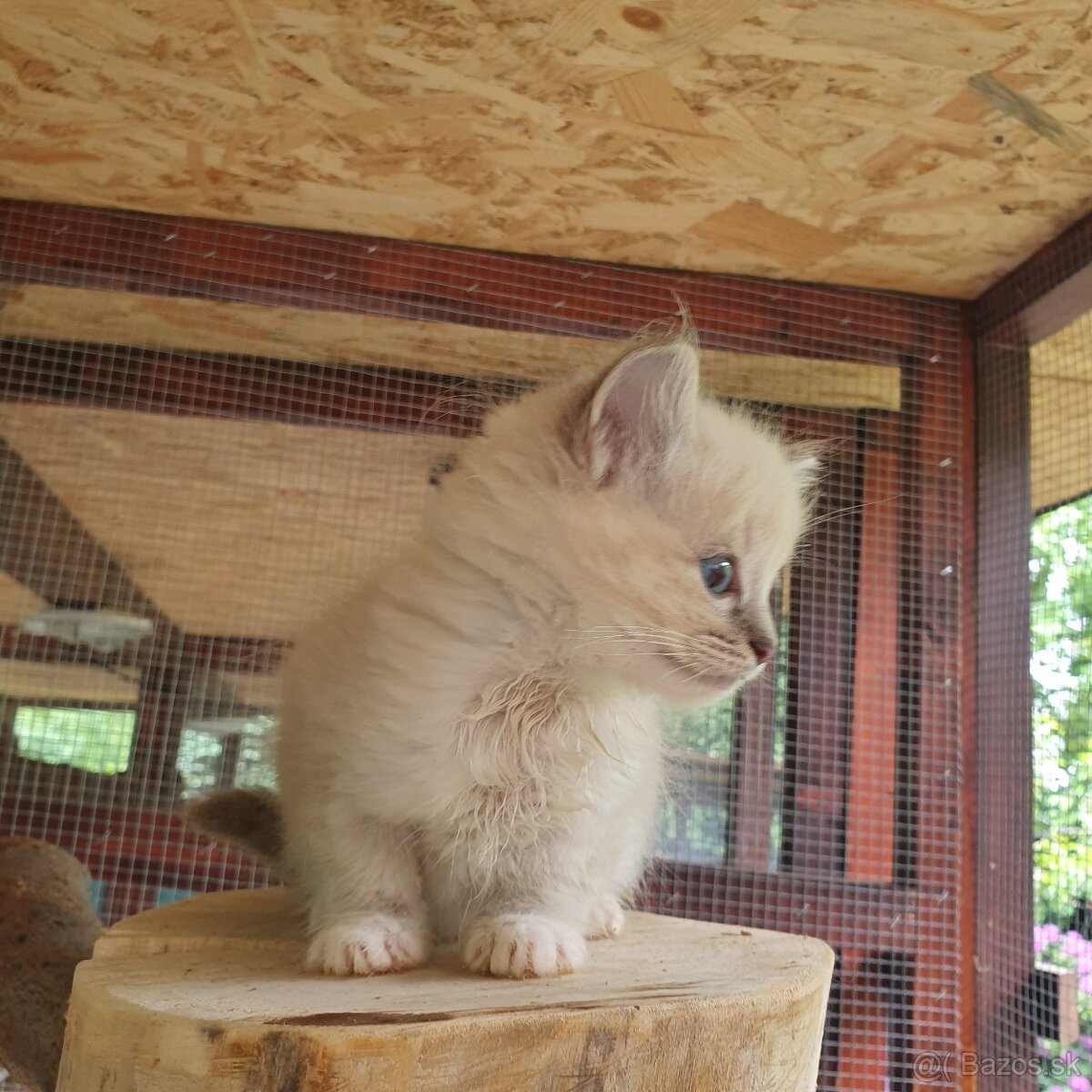 Ponukam maciatka ragdoll - 5