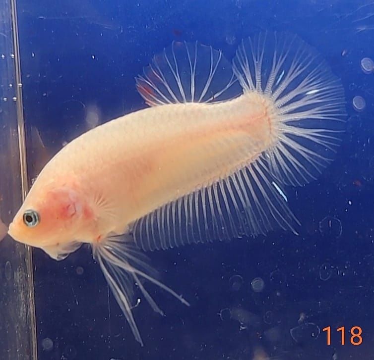 Bojovnice celofan samec shorttail - 5