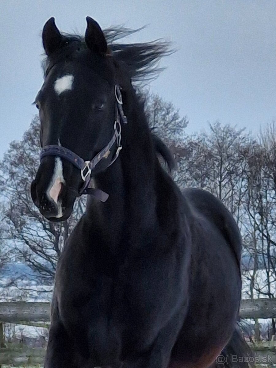 appaloosa žrebček - 5