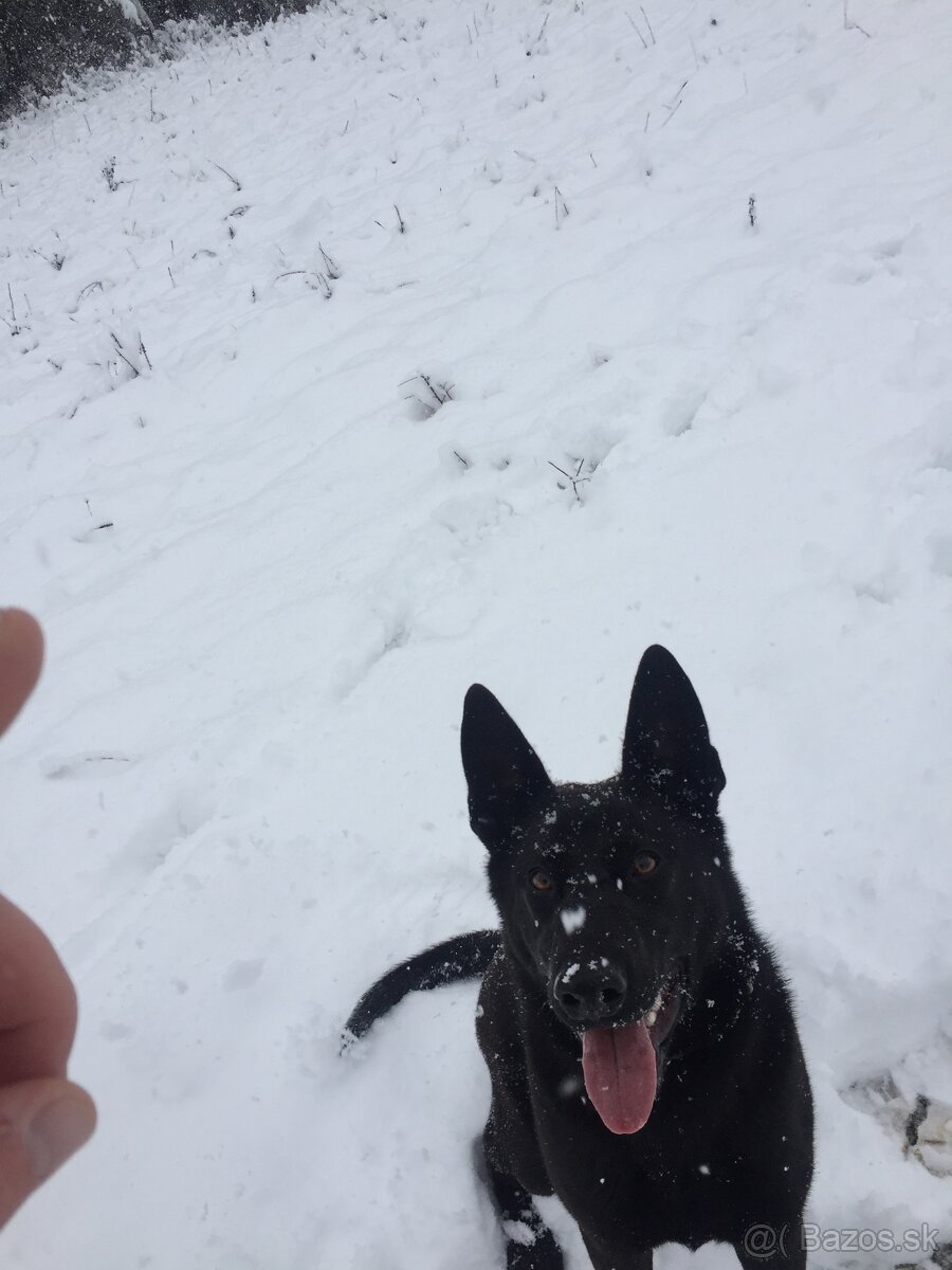 DARUJEM PSÍKA DO DOBRÝCH RÚK - 5