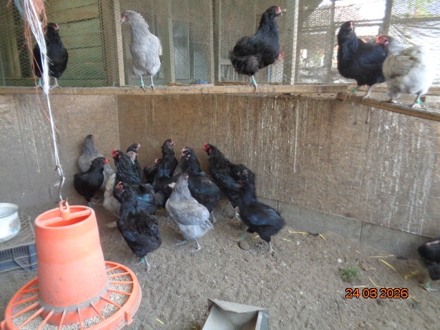 Sliepky Araukana - 5