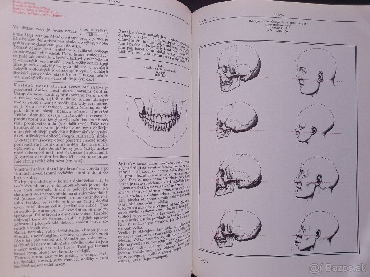 Anatomie pro výtvarníky - 5