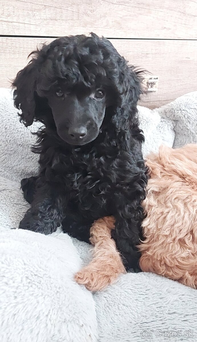 Pudel pudlik toy/trpaslík s PP - 5