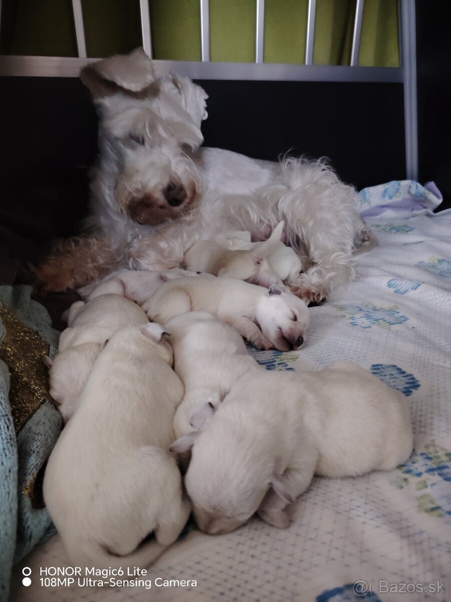 Bradáč malý biely - 5