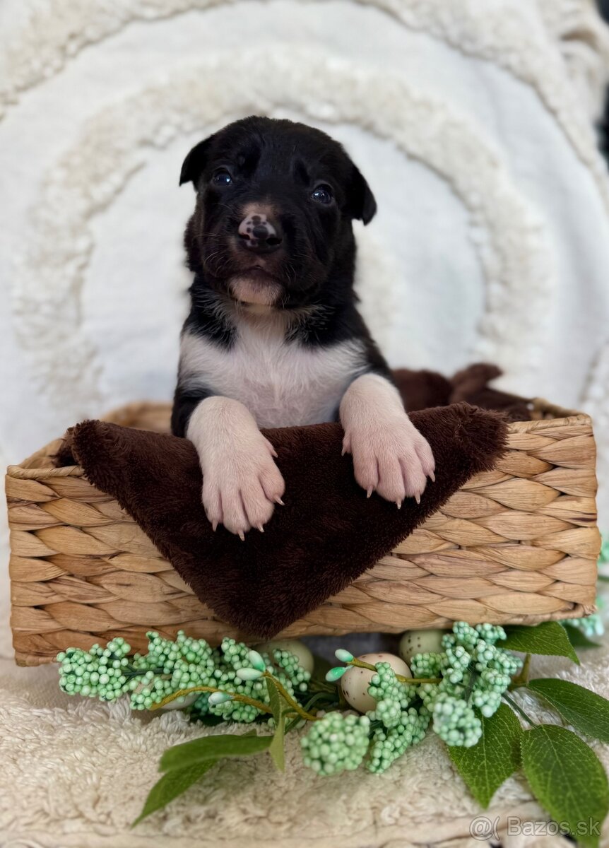 Border kolia s PP - 5