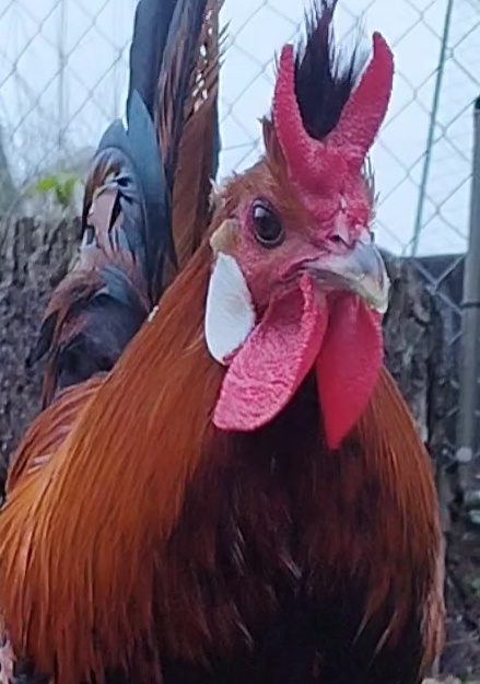 Nasadove vajíčka Appenzelský chocholač - 5