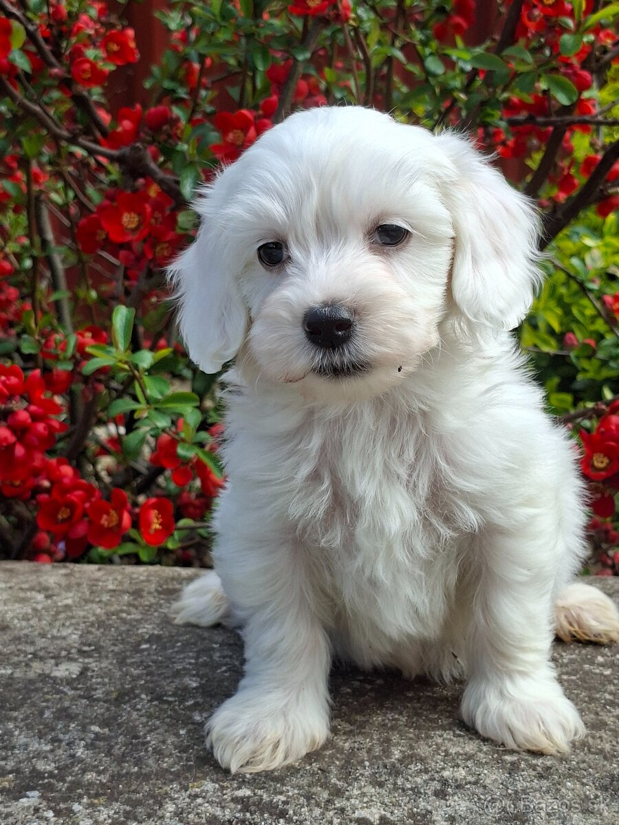 Maltipoo - 5