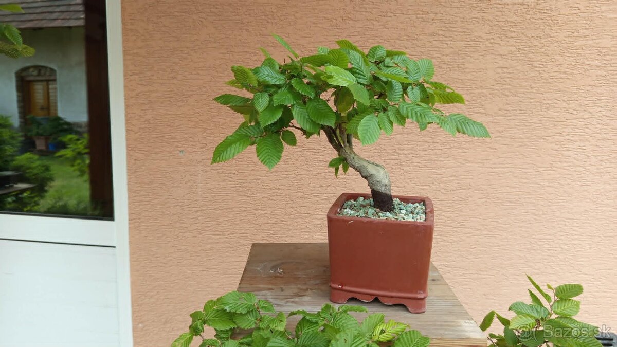 bonsai,bonsaj-hrab 34 - 5