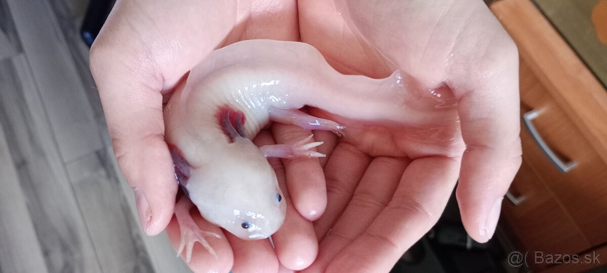 Axolotl Mexický - 5