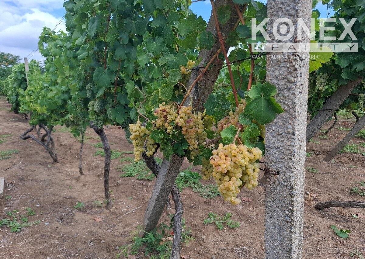ID-4650 NA PREDAJ Vinohrad - STREDA NAD BODROGOM - 5