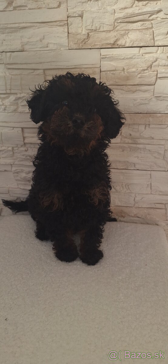 Pudel Trpasličí - 5