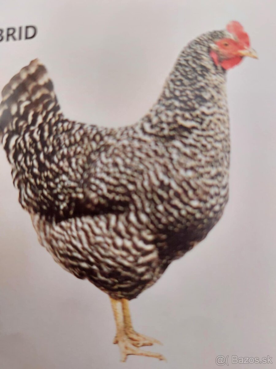 Kuričky DOMINNAT - 5