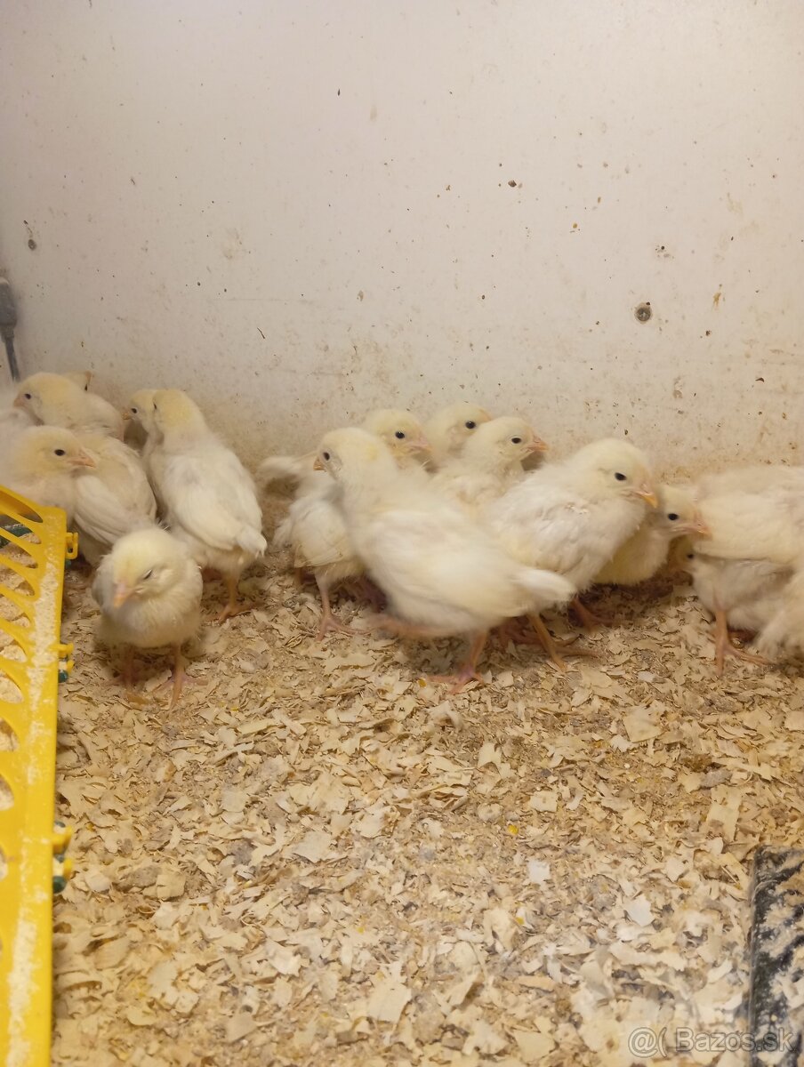 Leghorn, Vlaška jarabičia - 5