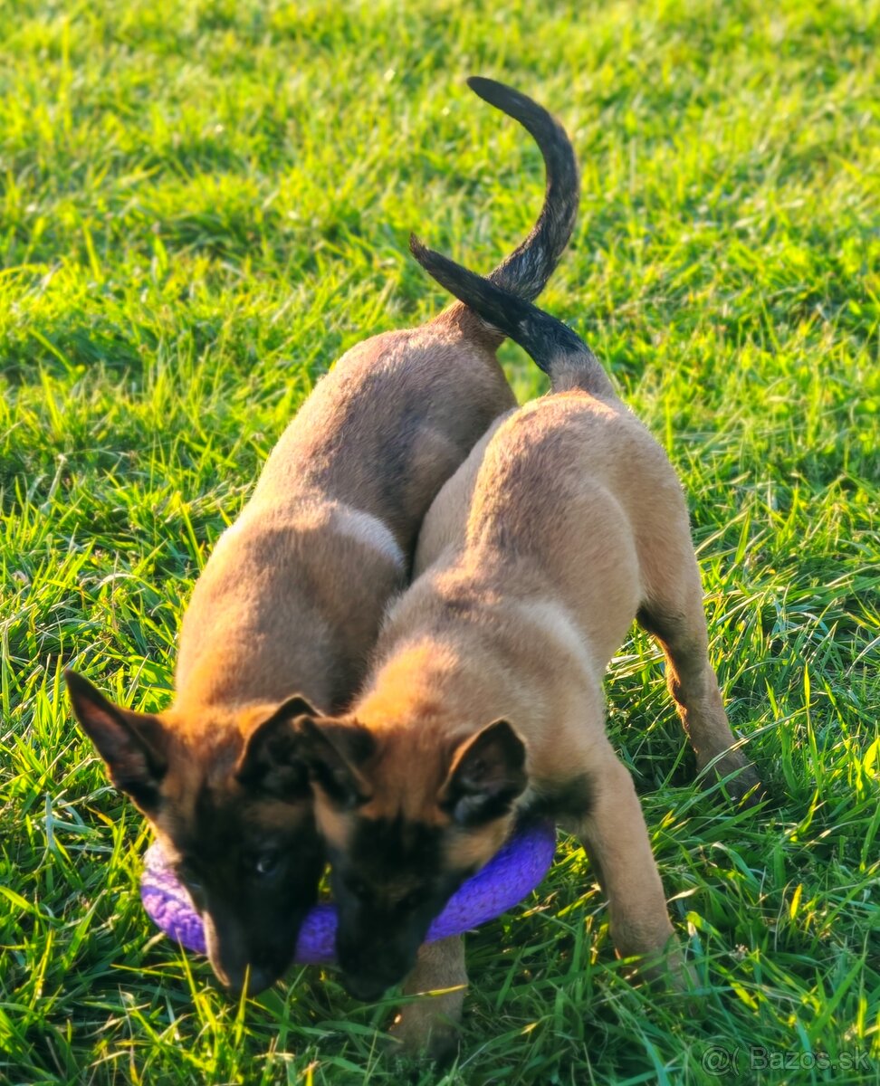 Belgický ovciak malimois - 5