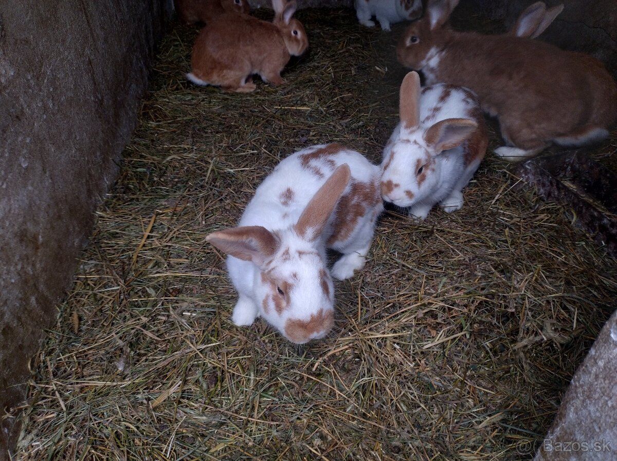 Zajac , králik - 5