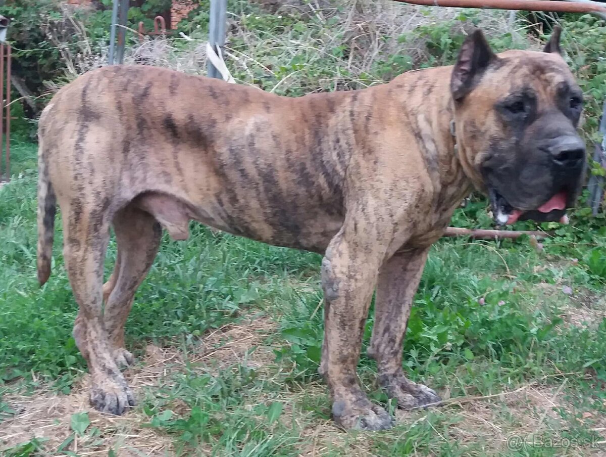 Presa Canario, Kanárska doga - 5