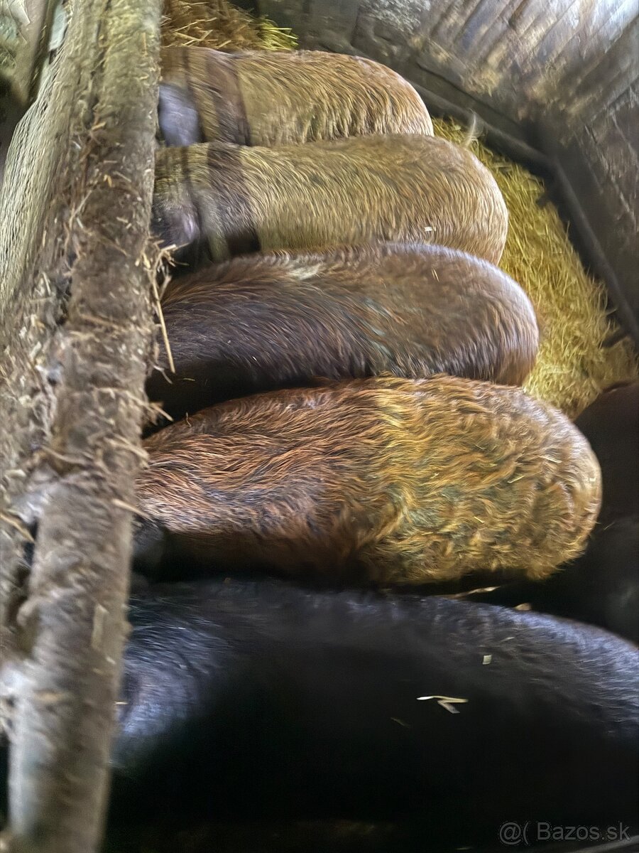 Predám kŕmniky mangalica x duroc v bio kvalite - 5