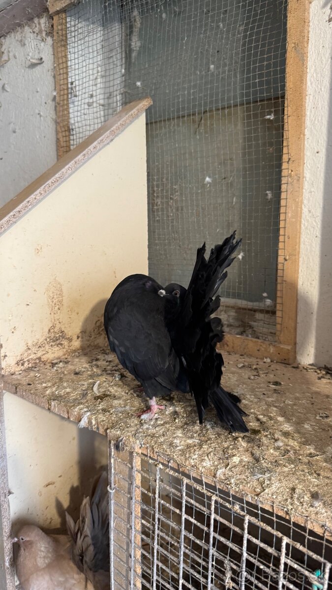 Holuby - Páviky - 5