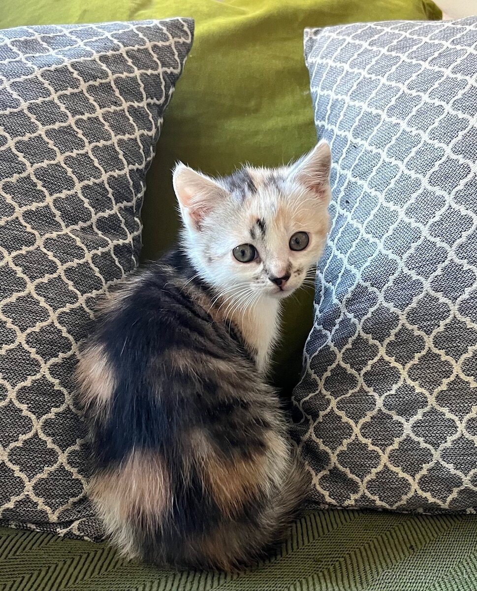 Darujem mačiatka - 5