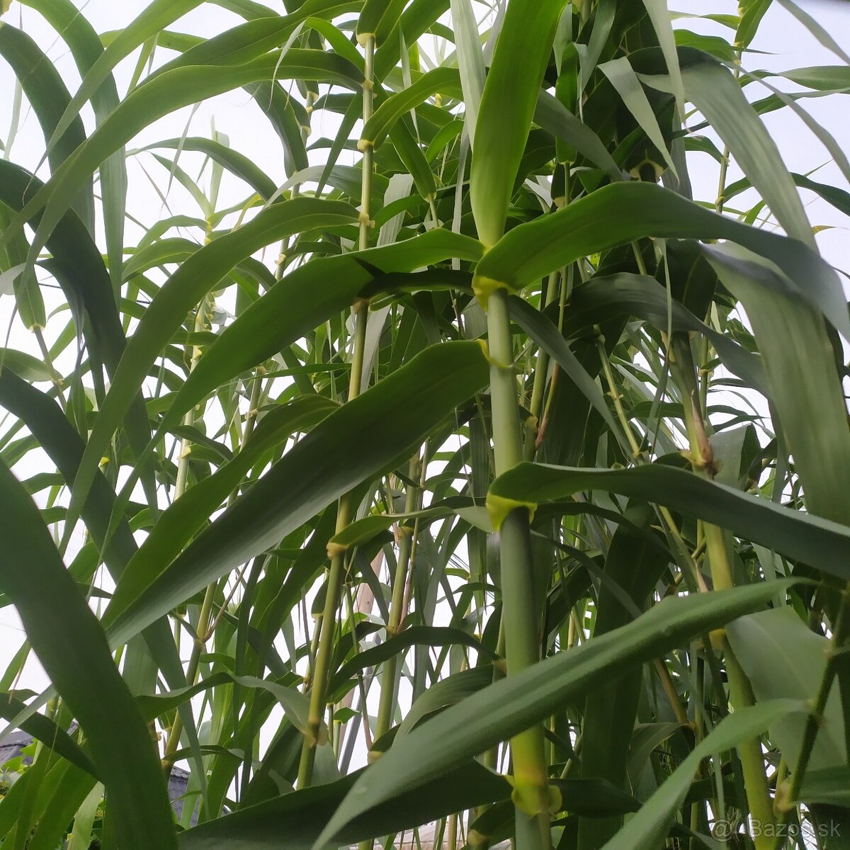 Predám BAMBUS, Bambusovú hľúzu - 5