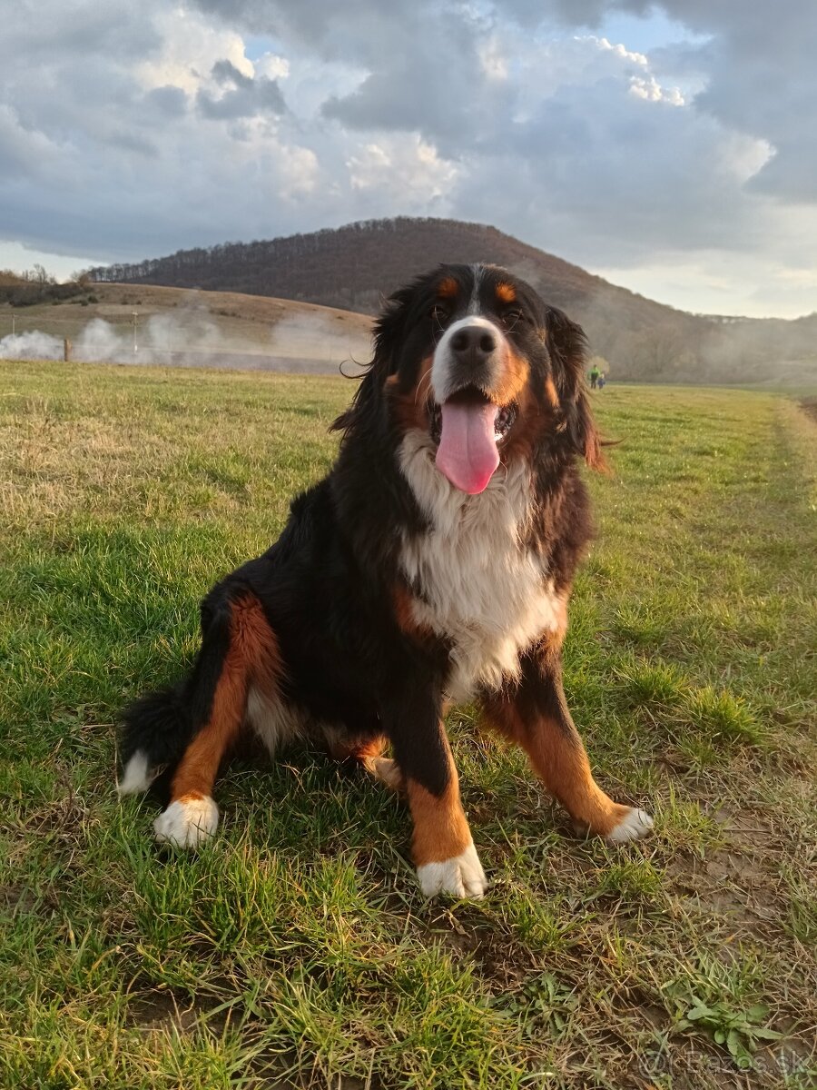 Šteniatka - mama Bernský salašnícky pes - 5