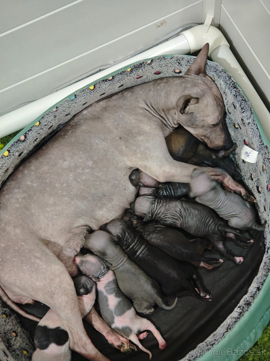 Americký bezsrstý teriér - 5