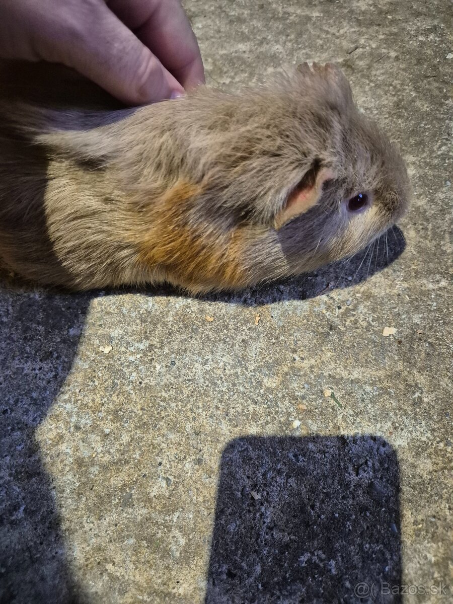 Mosrké prasiatko+voliéra - 5