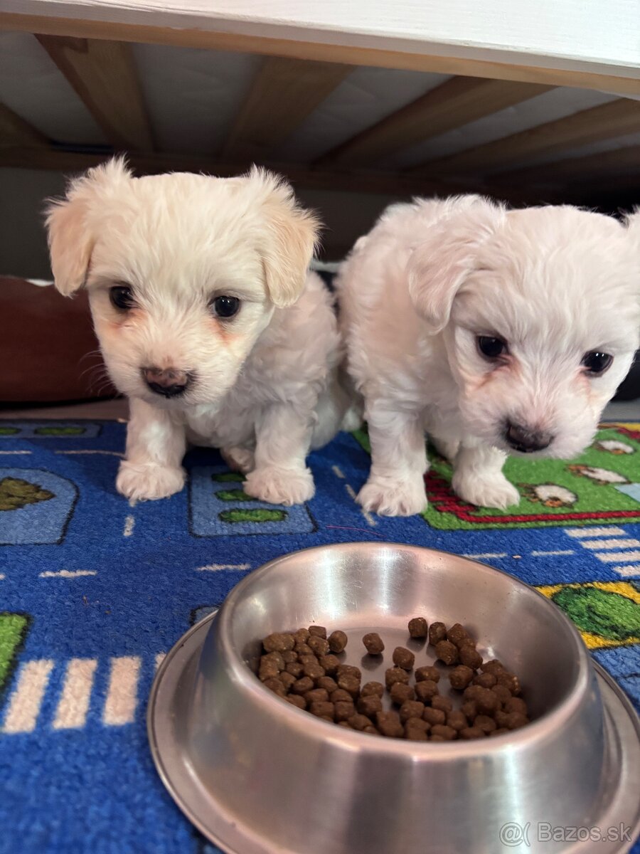 Maltézsky psík - 5