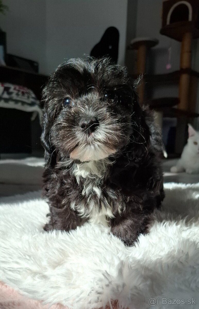 Maltipo,Maltipoo - 5