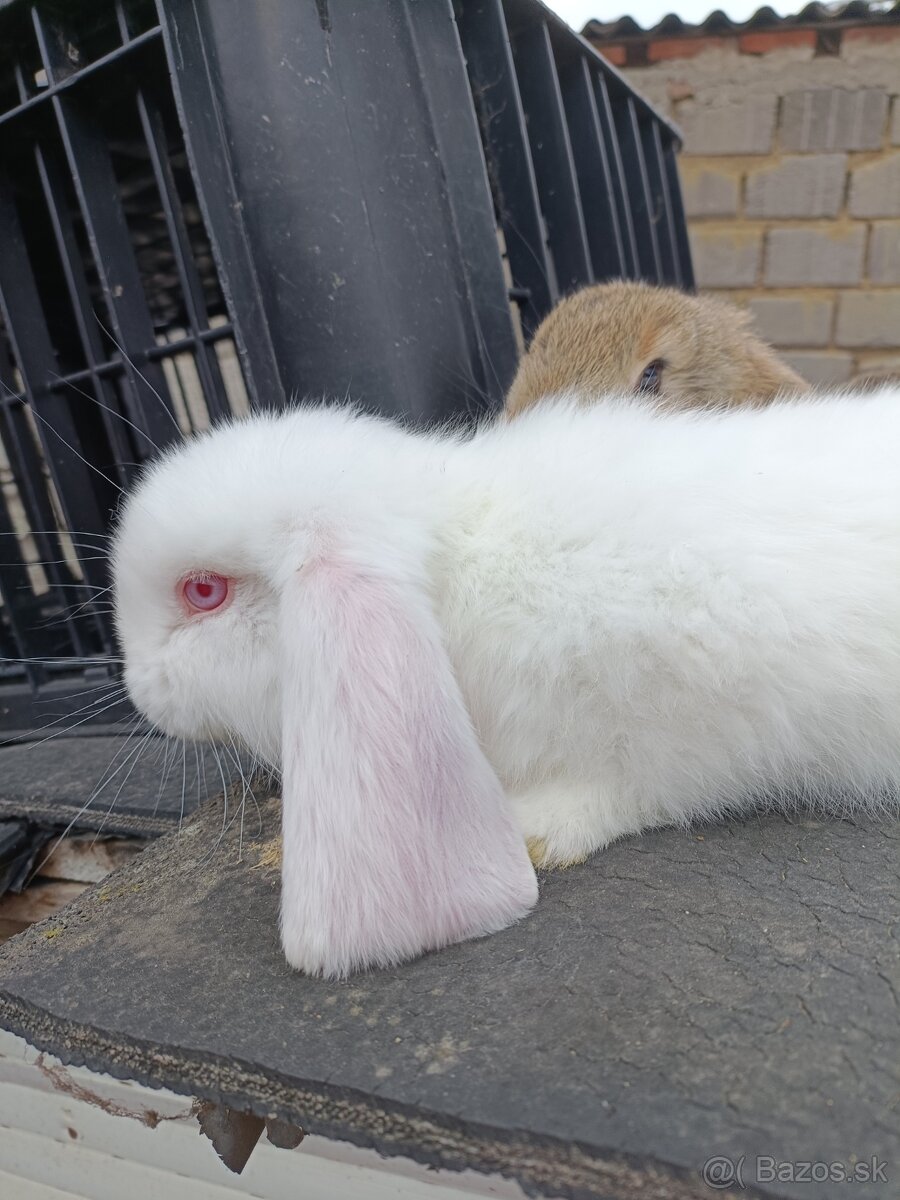Králiky - 5