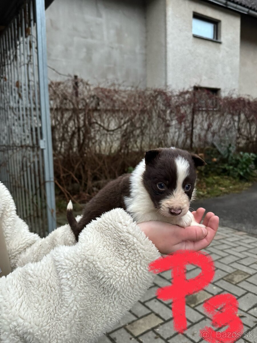 Predám border kólia šteniatka - 5