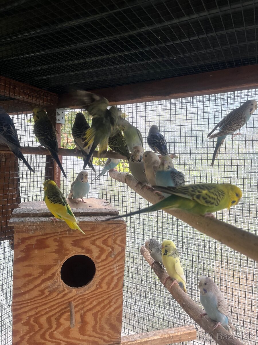 Andulky z volieri - 5