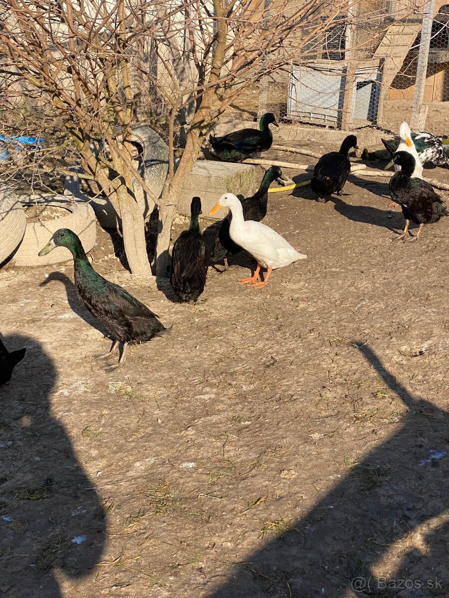 Predám káčerov IB - 5