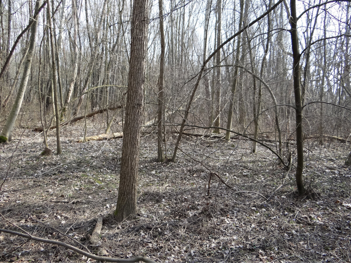 NOVÁ CENÁ GABČÍKOVO - NA PREDAJ rekreačný a lesný pozemok - 5