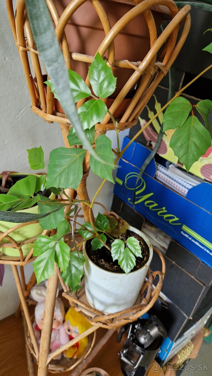 Izbove rastliny - kvety - 5