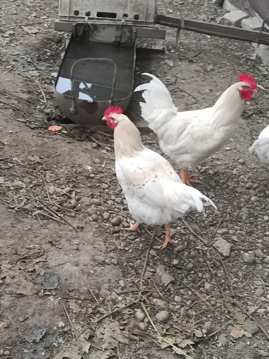 Kohúty - gazdovský mix - 5