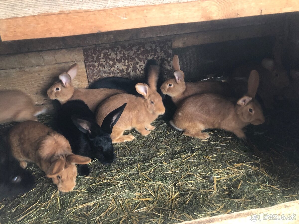 Burgundský a NOS - 5