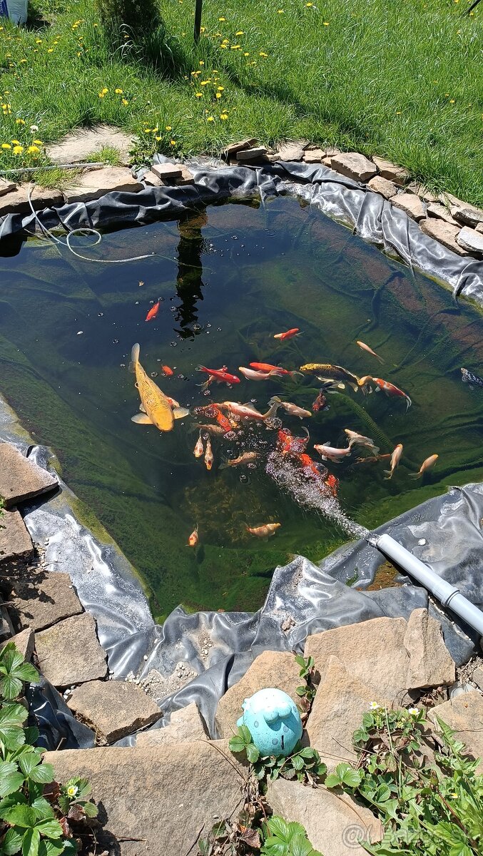 Predam koi kapre a karasy - 5