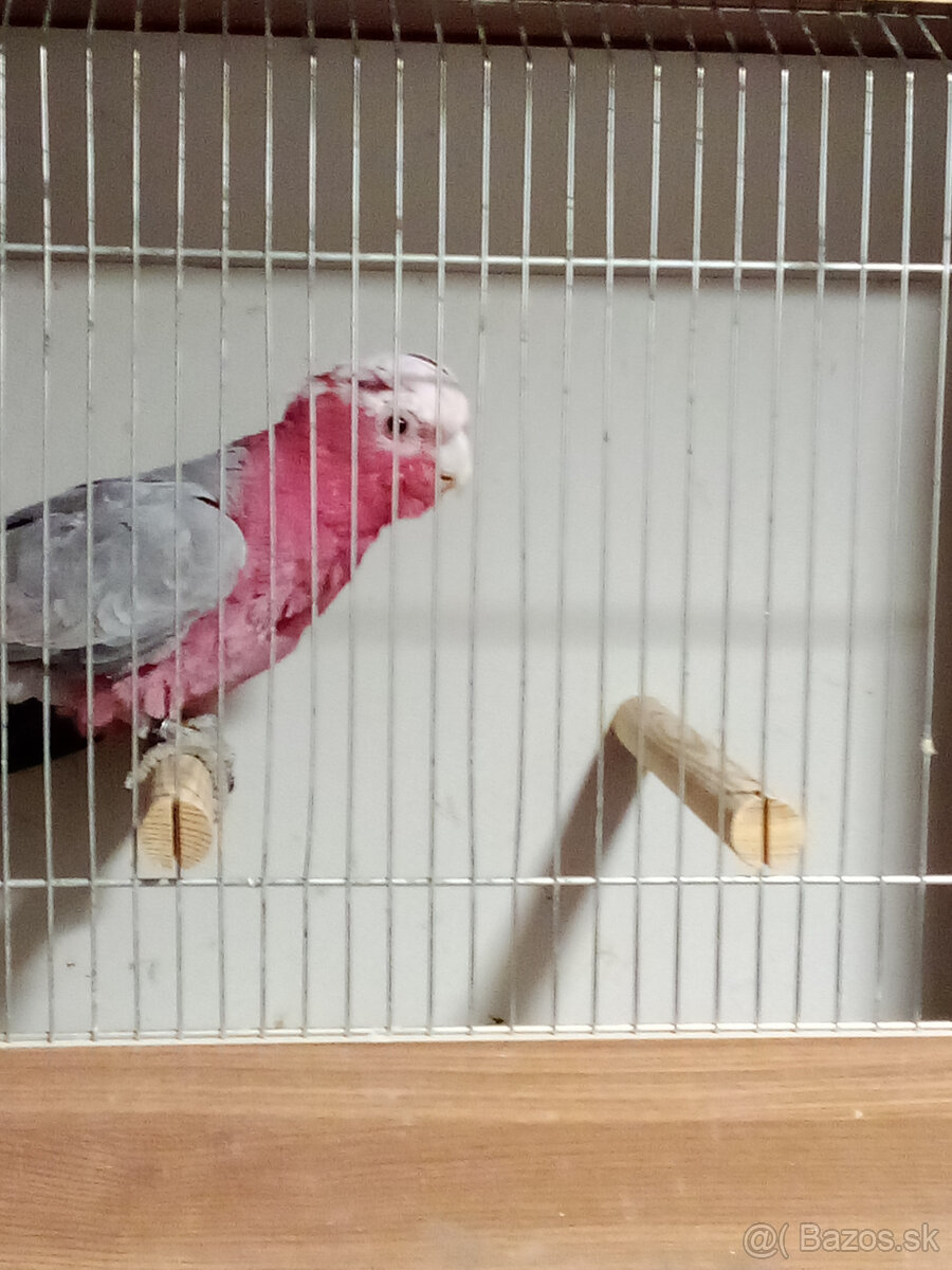 Kakadu ružový - ROK 2025 - 5