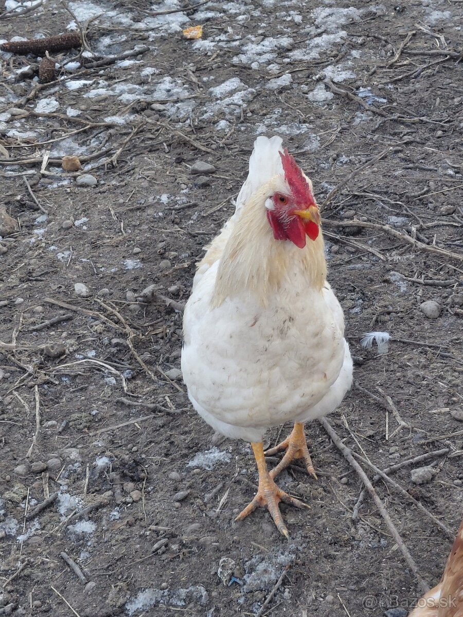 Predám mladých kohútov - 5