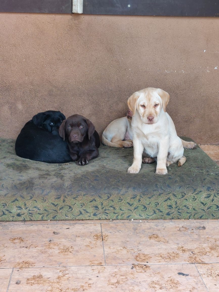 Šteniatka čistokrvného labradora - 5