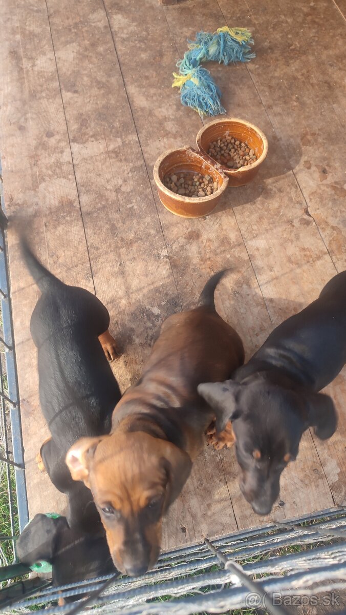 Jazvecík standart - 5