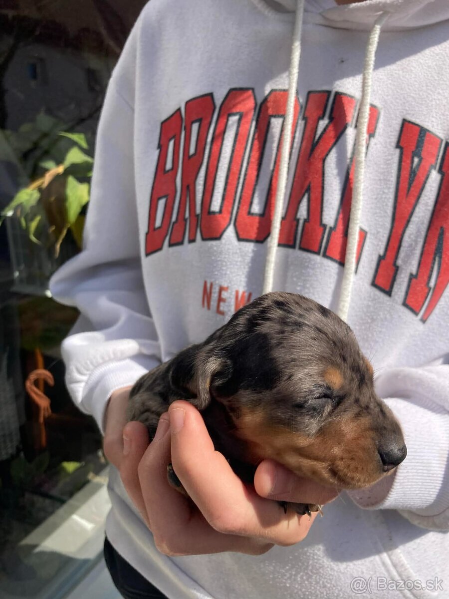 Jazveciky na predaj - 5