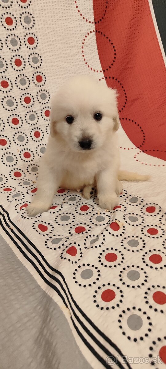 Predám šteniatka slovenského Čuvača - 5