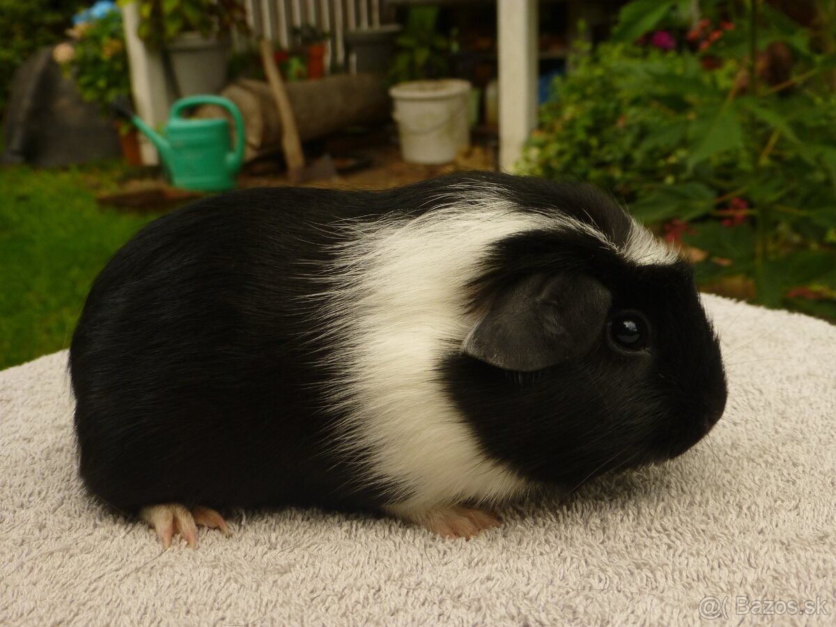 Morčiatka s rodokmeňom - 5